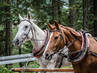 Horses working on a mountain to transport people by a cart.