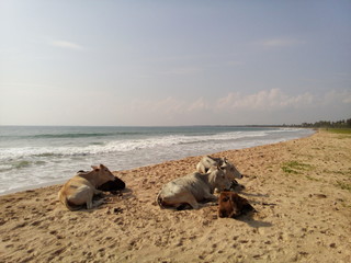телята на пляжі