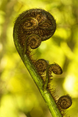 Koru spiral shaped unfurling silver fern fronds, Fiordland National Park, New Zealand.