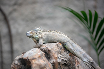 Izmır Natural life park (dogal yasam park) iguana Animal  (Izmir / Turkey)