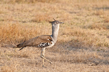 Kori bustard walking in the grass in the Ngorongoro Conservation Area, Tanzania.
