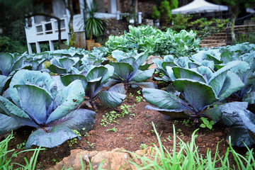 cabbage growing in garden