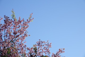 pink cherry flower blossom