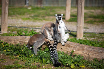 Natural life park, zoo, Izmir / Turkey, Lemurs animal