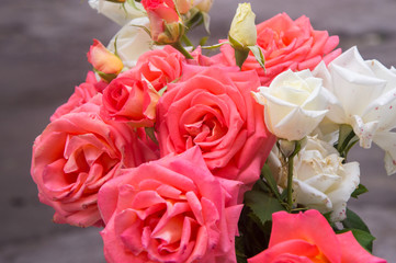  beautiful pink and white roses closeup
