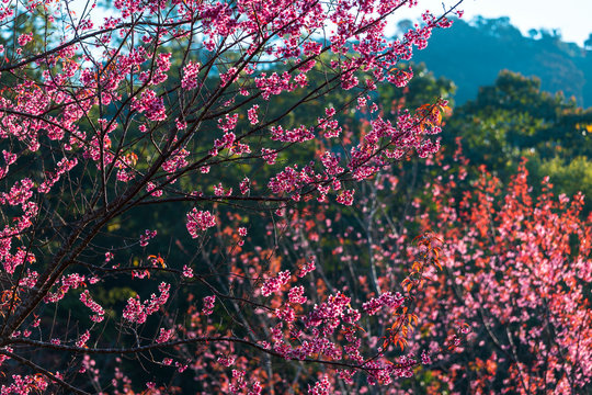 Cherry flower Prunus cerasoides or Wild Himalayan Cherry,Giant tiger flower in Phu Lom Lo ,Phetchaboon, Thailand.