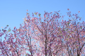 pink cherry flower blossom