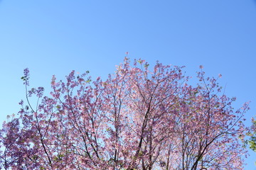 pink cherry flower blossom