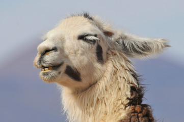 Llama (Lama glama) near the Laguna Colorada, Bolivia.