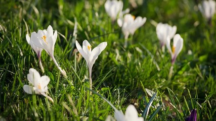 white crocuses on green grass