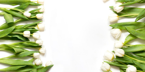 Border of white tulip on white background. Top view with copy space.