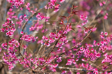 Cherry flower Prunus cerasoides or Wild Himalayan Cherry,Giant tiger flower in Phu Lom Lo ,Phetchaboon, Thailand.