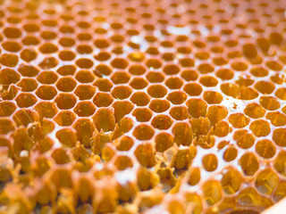 Texture background of bee wax and honey from a hive, organic and healthy food.