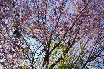 pink cherry flower blossom