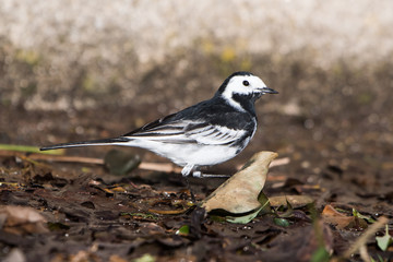 White Wagtail, Pied Wagtails, Wagtails, Motacilla alba