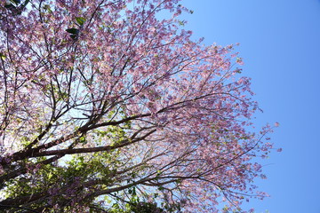 pink cherry flower blossom