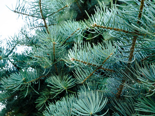 Naklejka na ściany i meble Close up natural green pine tree branches covered with real frost - winter Christmas background.