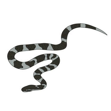 snake crawling, isolated, vector