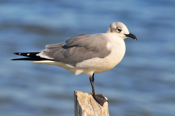 Seagull in Rio Lagartos Natural Reserve, Mexico.