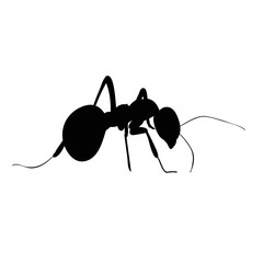 ant crawling, insect, silhouette