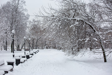Naklejka premium Avenue with trees during strong wind and snowstorm at winter in Moscow, Russia. Scenic view of a snowy city street. Moscow snowfall background. Cold silent town alley.