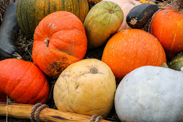 A cart with colorful pumpkins