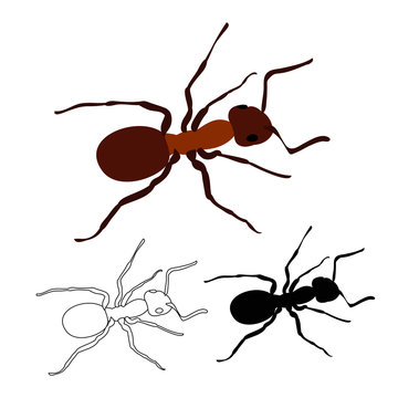 ant crawling, insect, silhouette and.sketch