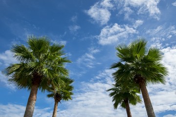 Fototapeta premium Palm trees and Blue sky with cloud