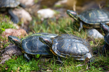 Natural life park, zoo, Izmir / Turkey, water turtle animal