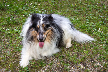Hund liegend auf Grasfläche