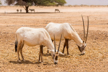Antelope, the Arabian oryx or white oryx (Oryx leucoryx) in Yotvata Hai Bar Nature Reserve, Israel.