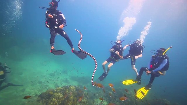 An amazing encounter of a group of scuba divers and a sea snake