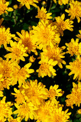 Gelbe Dahlien, close-up, Hintergrundbild