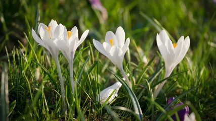 white crocuses on green grass