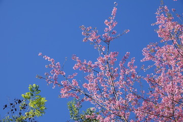 pink cherry flower blossom