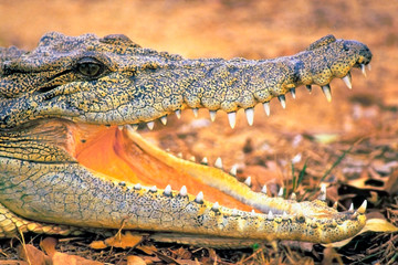 Saltwater Crocodile showing teeth.
