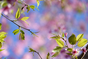 pink cherry flower blossom