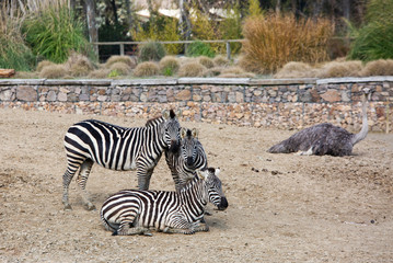Fototapeta na wymiar Izmır Natural life park (dogal yasam park) Zebra Animal (Izmir / Turkey)