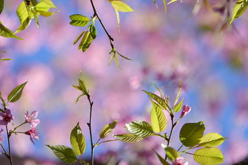 pink cherry flower blossom