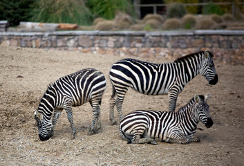 Izmır Natural life park (dogal yasam park) Zebra Animal  (Izmir / Turkey)