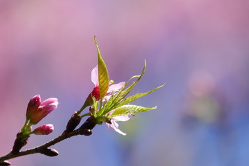 pink cherry flower blossom