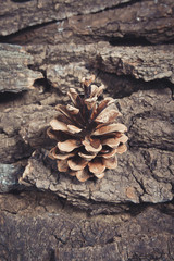 Brown  pine cone on pine bark