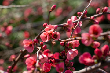 Spring flowers series, red flowers on the branches flowering chaenomeles speciosa (chinese quince flowers )
