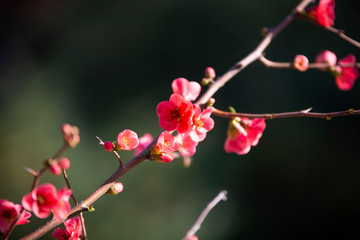 Spring flowers series, red flowers on the branches flowering chaenomeles speciosa (chinese quince flowers )