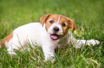 Funny happy jack russell pet dog puppy smiling in the grass