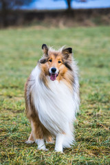 Obedient long haired rough collie waiting for caommands