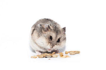 Little dwarf campbell hamster eating