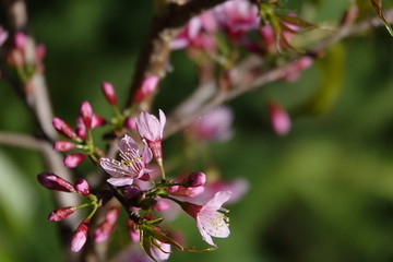 Fototapeta premium pink cherry flower blossom