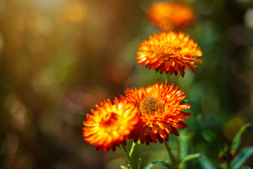 Straw flower of colourful beautiful on green grass nature in a spring garden.