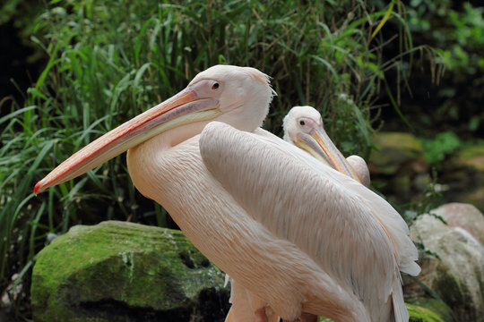 Portrait of rosy pelicans (pelecanidae, pelecanus) pair